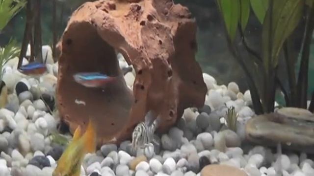 How to feed the fish in aquarium? Neon tetra, tiger botia смотреть онлайн