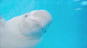 Милые животные для детей - слон, лев, тигр, овца. Учите названия животных