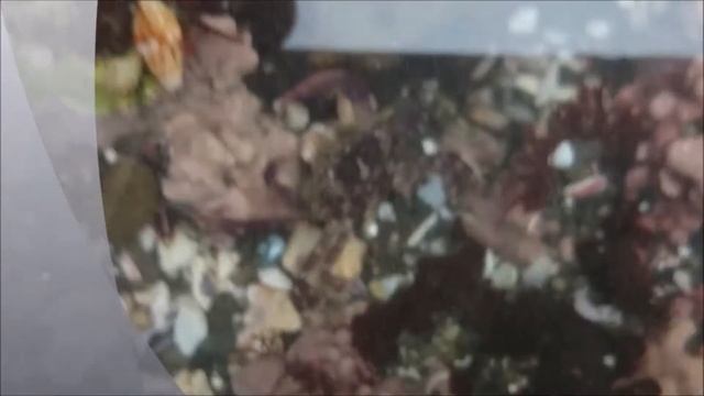 イソガニとヤドカリ　城ケ島にて　crab and hermit crab смотреть онлайн