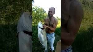 Ловля толстолоба июнь 2019