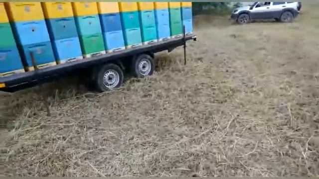 Как Выводить Маток в Семьях!!!