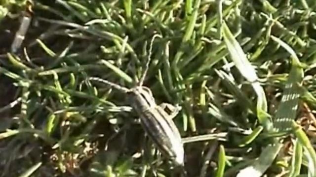 Iberodorcadion marinae смотреть онлайн