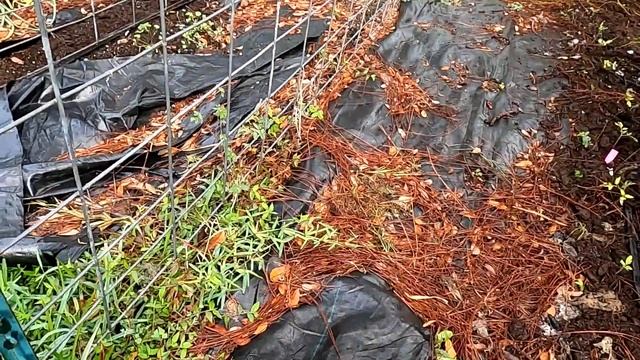 Salsa Garden Love & Update | Southern Latitudes