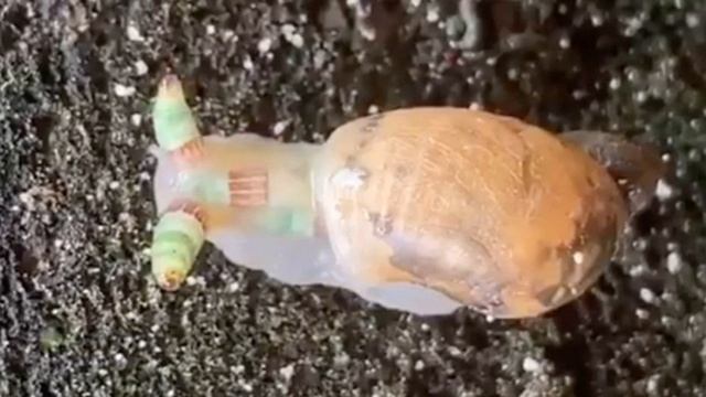 Alerta Agujero Burbujeante en Florida / Caracol sZombie / Actividad Sísmica en Yellowstone смотреть онлайн