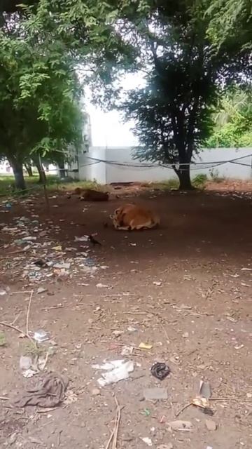 Индия. Коровы и вороны. Содружество смотреть онлайн