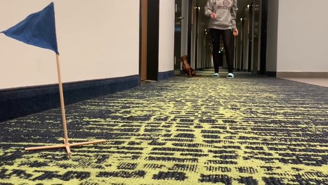 How fast can a mini dachshund puppy run? смотреть онлайн