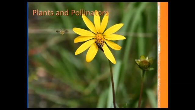 The Buzz on Florida's Pollinators смотреть онлайн
