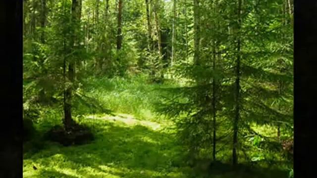 Музыка леса смотреть онлайн