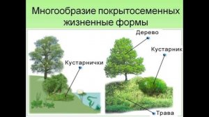 Биология 5-6 класс 21 Параграф " Покрытосеменные или цветковые растения" (Пасечник) аудио
