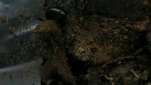 Macropanesthia rhinoceros nymphs смотреть онлайн