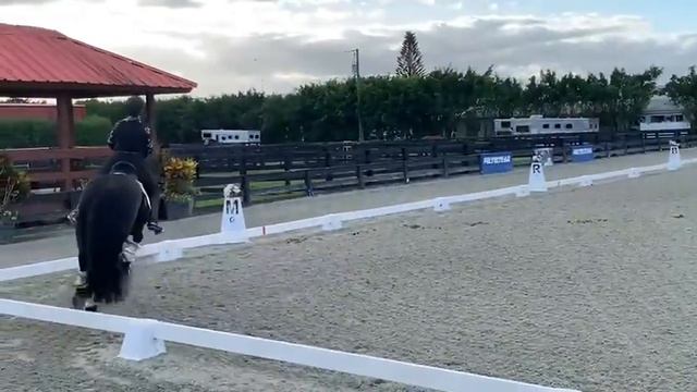 Willem 2014 Friesian for Sale смотреть онлайн