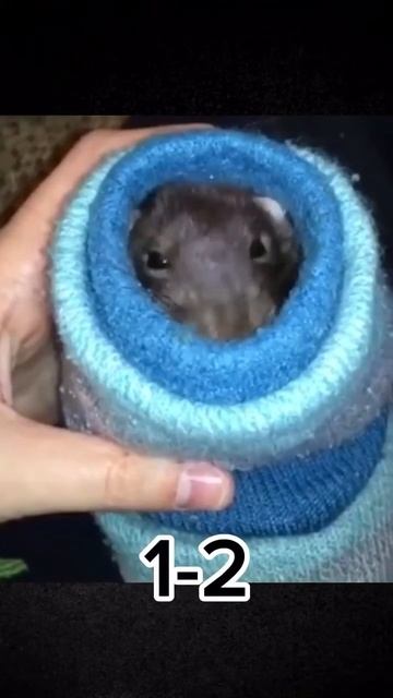 Cat 🐈⬛ vs rat 🐀 смотреть онлайн