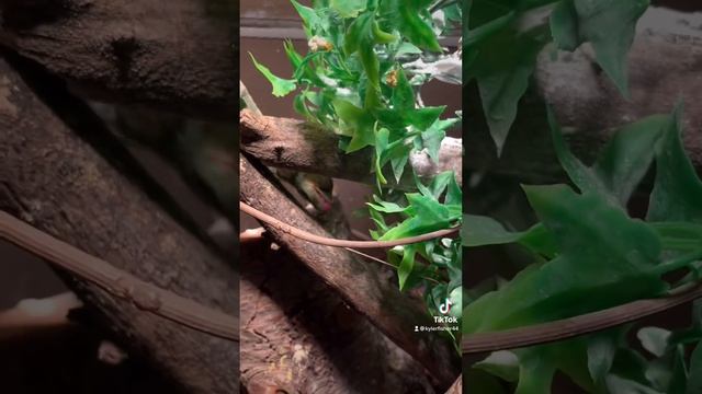 EPIC YOSHI THE CHAMELEON FEEDING смотреть онлайн