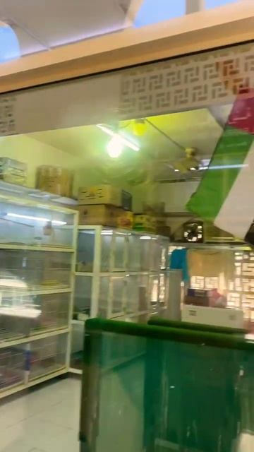 UAE 🇦🇪 National Bird 🦅 Falcon || Buy Falcon in Dubai #birdmarketsharjah #dubai #sharjah #viral смотреть онлайн