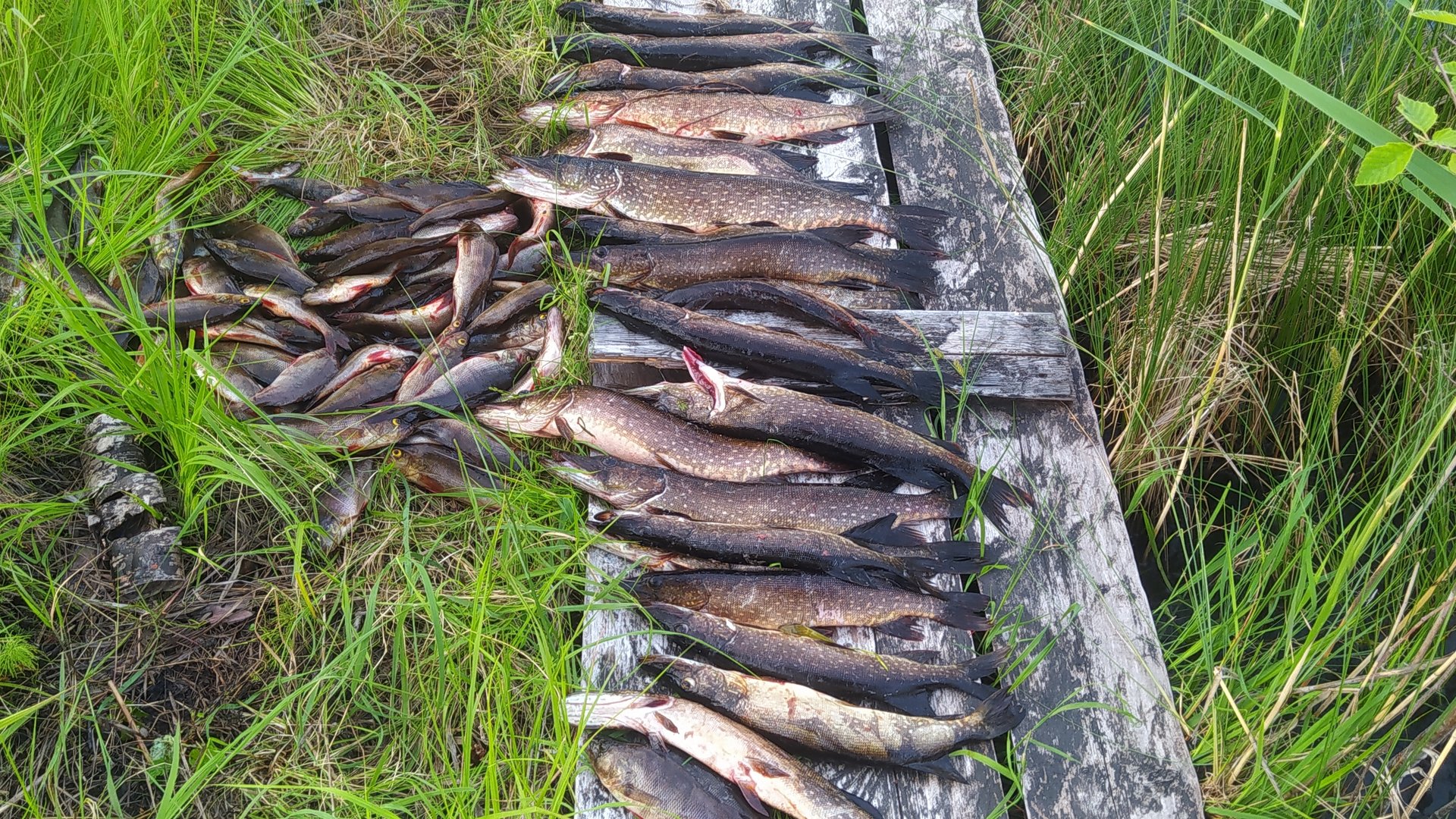 ЩУКА И ОКУНЬ КЛЕВАЛИ КАК СУМАСШЕДШИЕ / РЫБАЛКА НА СПИННИНГ И КРУЖКИ / РЫБАЛКА В КАРЕЛИИ смотреть онлайн