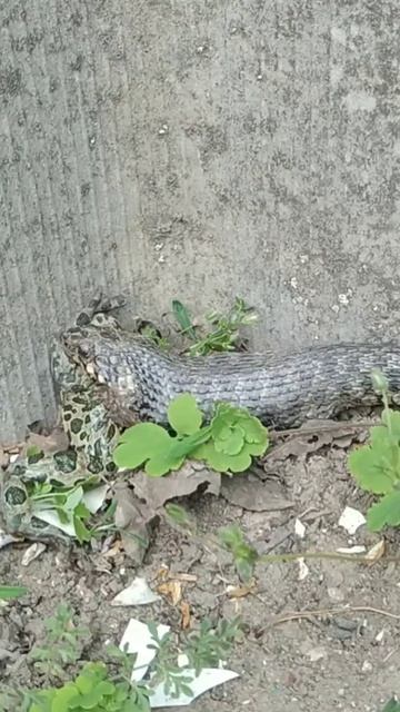 Уж заглотил жабу#shorts смотреть онлайн