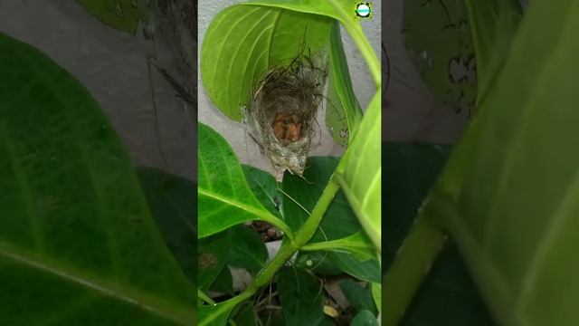 பச்சைக் குருவி வளர்ந்துடுச்சு! ரெக்க முளைக்கல, முளைச்ச பறந்து போயிடும்! 🐦🐦🐦 смотреть онлайн