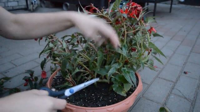 Маточники бегонии для вегетативного размножения, как правильно подготовить к зиме.