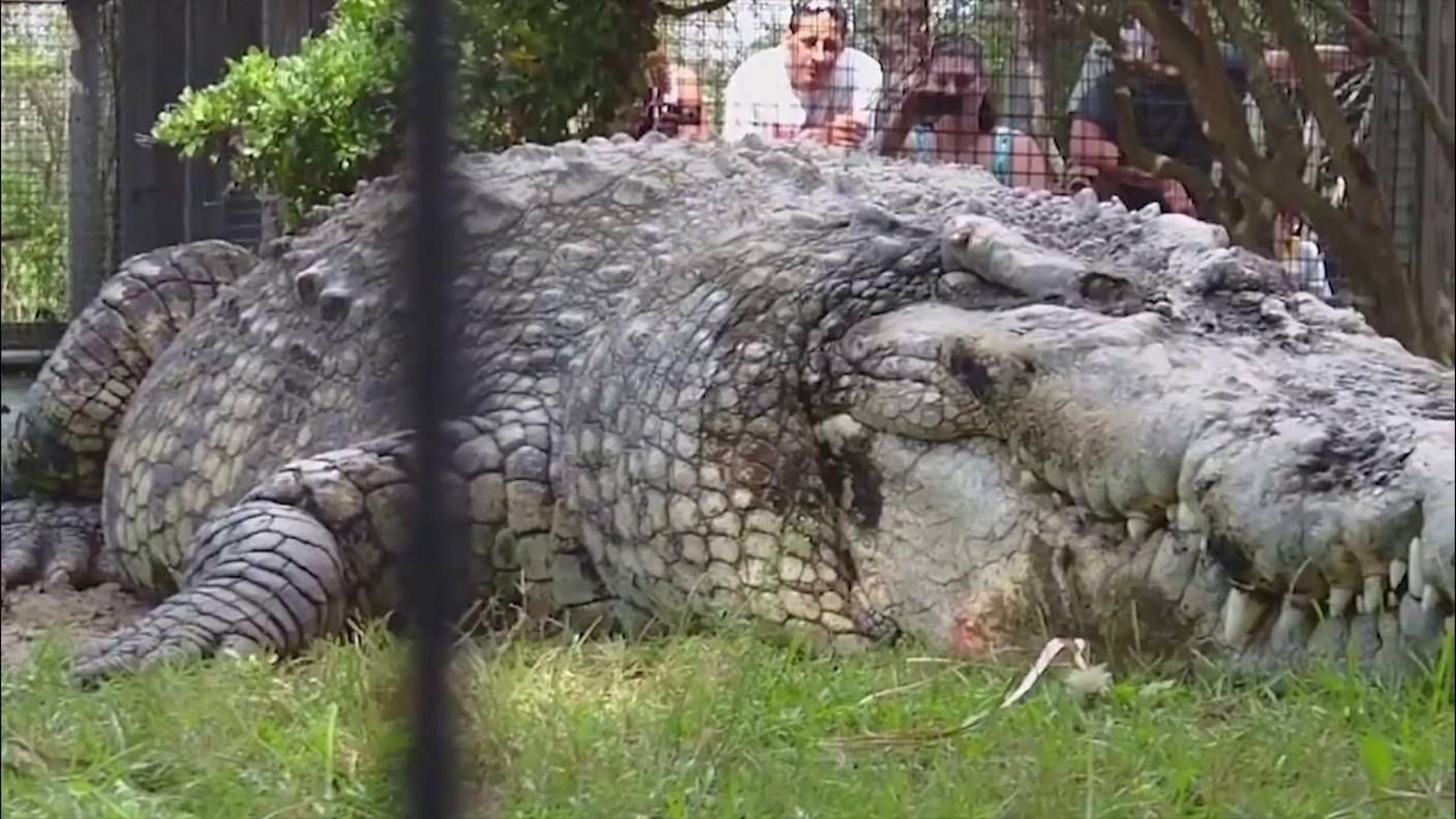 Самые большие животные в мире! смотреть онлайн