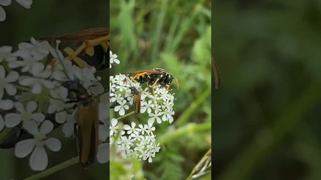 Паперова оса європейська (Polistes dominula) у Вроцлаві смотреть онлайн