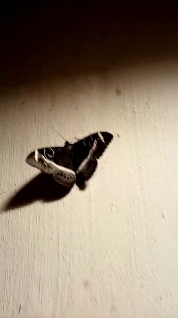Rare moth with beautiful markings on its wings, spotted in South Africa, #video, #watch, #amateur. смотреть онлайн