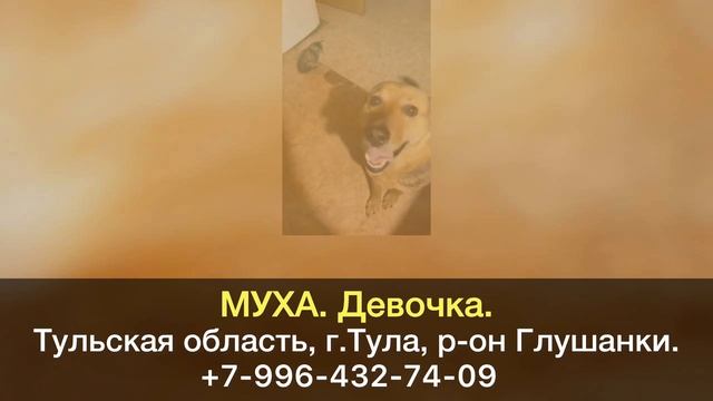 Пропала собака! МУХА. Девочка. Тульская область, г.Тула, район Глушанки. смотреть онлайн