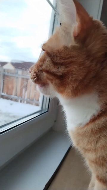 Грачи прилетели!!! смотреть онлайн
