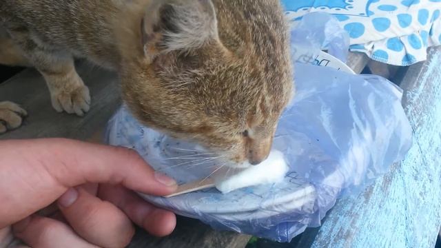 Кот ест мороженое. смотреть онлайн