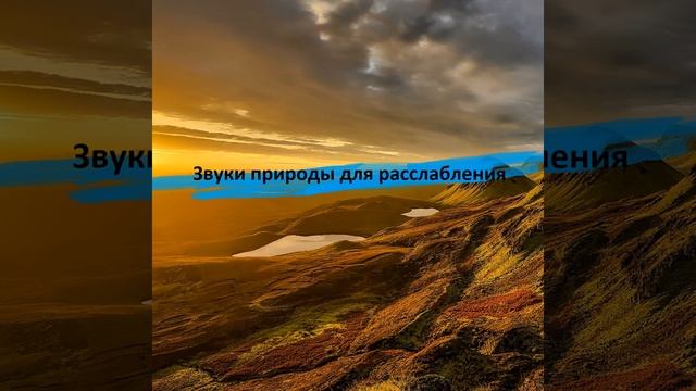 Лягушки ночью смотреть онлайн