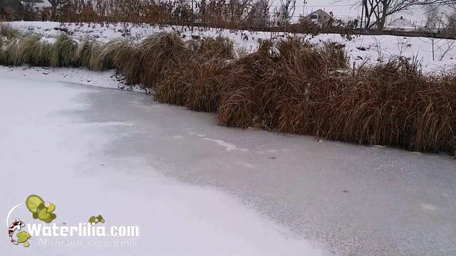 Зимняя уборка прудовой зоны от осоки и тростников