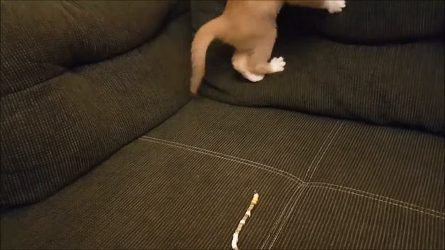 САМОРОДОК😍Милые котики. Смешные коты. Смешные животные. Cute kittens. Cute Teddy kittens. Funny cat смотреть онлайн