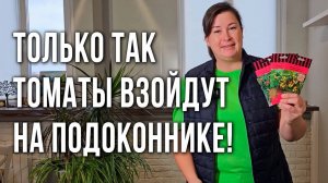 Огород на подоконнике. Томаты черри и перцы для выращивания на подоконнике.