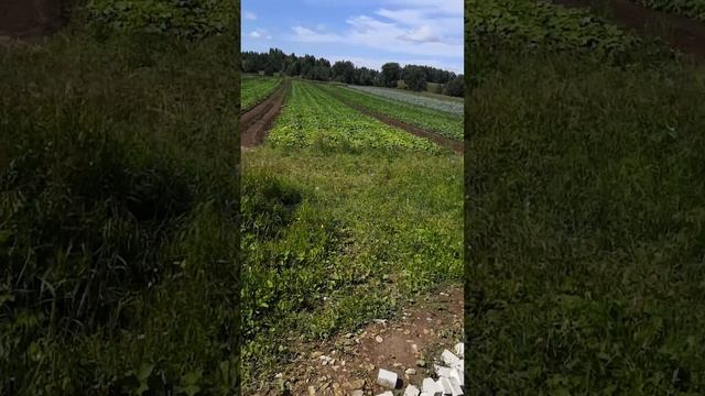 У фермера Юрия Бирюкова  который выращивает огурцы и капусту на самом севере Марий Эл, урожайный го