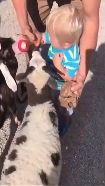 Ребёнок кормит баранов 😂 #shorts смотреть онлайн