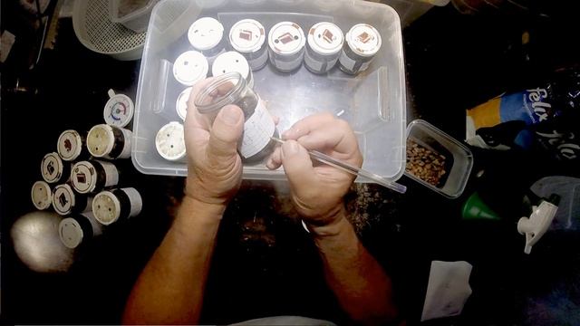 Goliathus regius - Tag 6 - Fütterung смотреть онлайн