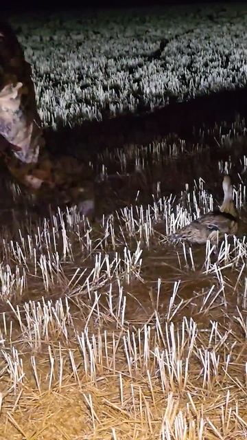 КАКИЕ УТКИ ПОМОГАЮТ ОХОТНИКАМ?