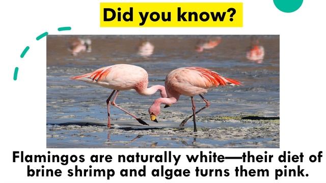 "Did You Know" Facts about Animals (Science Trivia) смотреть онлайн