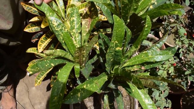 Karachi Nursery Visit | Plant also has some respect | Respect Poor смотреть онлайн