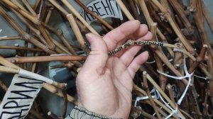 В продаже появилась супер новинка от Калугина!🍇🍇🍇 Telegram, WhatsApp и Vlber +79528500417.