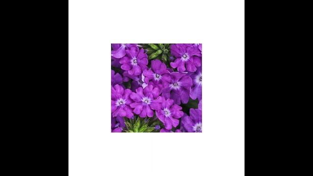 free] sad lo-fi / joji / frank ocean type beat - "violet" смотреть онлайн