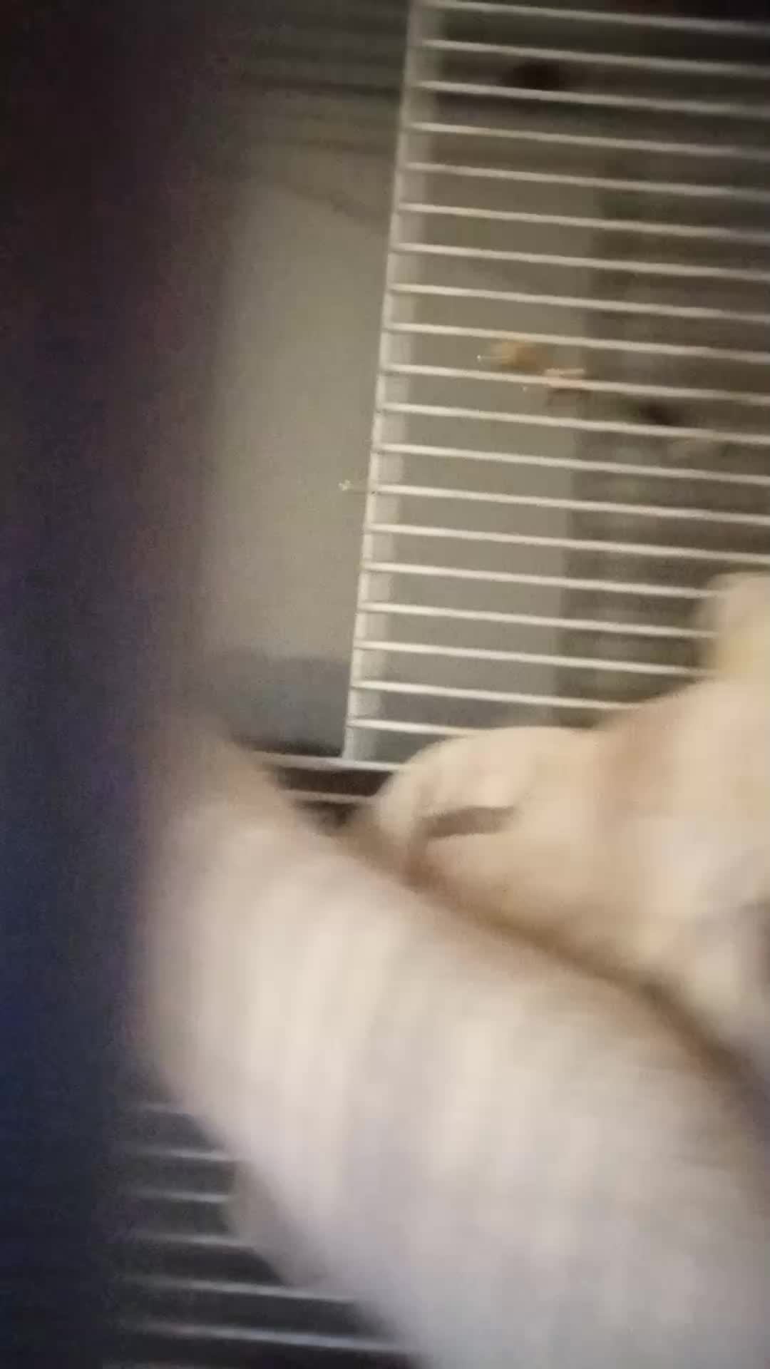 мои крыски смотреть онлайн