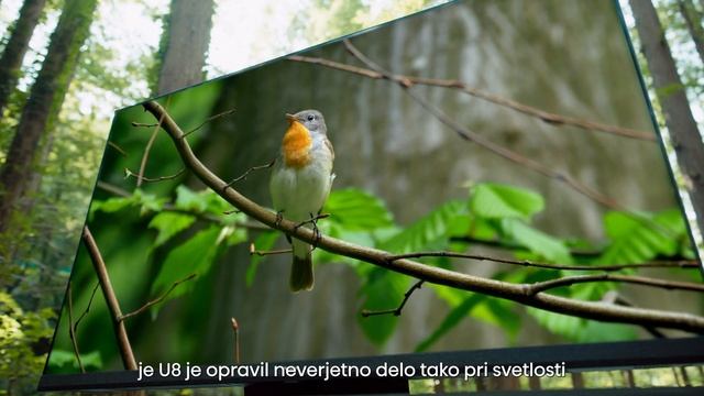 Hisense U8 Mini-LED: PRIMERNO ZA FILMSKE NAVDUŠENCE