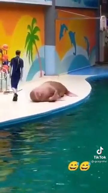 شاهد المدرب كيف يدرب الدولفين على افضل المهارات смотреть онлайн