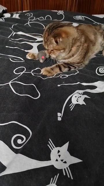 #scottishfold #scottishstraight #cat #скоттишфолд #котята #котенок #kitten #шотландскаякошка #kitty смотреть онлайн