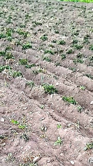 Ранняя посадка картофеля, опасна смерзанием ботвы в июне при заморозке. Наглядный пример июнь 2023 смотреть онлайн