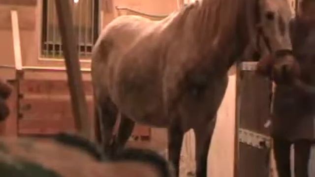 Дыхание по Бутейко Equine Breathing смотреть онлайн