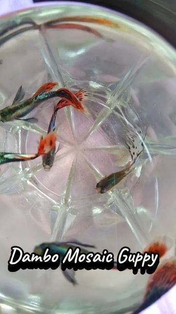 Dambo mosaic guppy #মলি #aquariumfishbanglades #aquariumbd #aquarium #fishtank #gappyfish #গাপ্পি смотреть онлайн