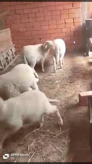 كاين 22 خروف سلعة زينة مرودية على العلف смотреть онлайн