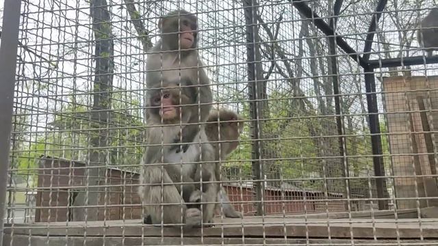 В семье Японских макак🐵 родился 👶 малыш 🥰🥰😍😍 смотреть онлайн