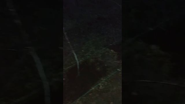 День 385. 30.03.2023. Відео 4. Посадка чорної малини сорт Кумберленд смотреть онлайн